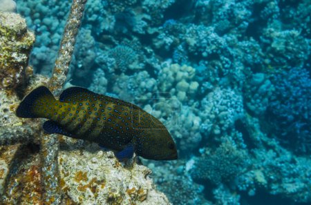 Pfauenhinterfische liegen auf Korallen mit einem alten Seil in Ägypten