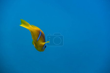 Photo for Single anemone fish hovering in blue water in marsa alam egypt - Royalty Free Image