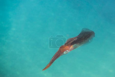Foto de Calamar de arrecife grande único flotando en el agua y mirando a la vista macro de la cámara - Imagen libre de derechos