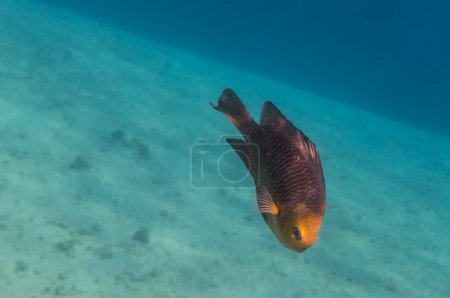 un seul petit poisson dans une baie avec de l'eau claire et du sable au fond en Egypte