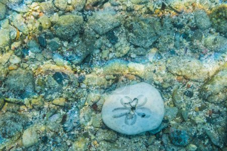 einzelner Herzseeigel liegt beim Schnorcheln in Ägypten auf dem Grund des Roten Meeres