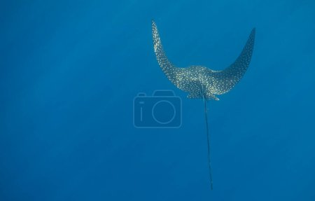 raie aigle tachetée nageant très près pendant la plongée dans une eau bleue avec des rayons de soleil en Egypte