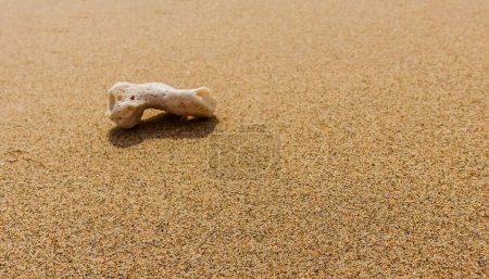 Foto de Solo pequeño coral blanco en una playa de arena fina de Egipto - Imagen libre de derechos