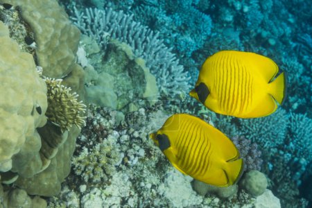 zwei gelbe Blaueckschmetterlingsfische, die beim Freitauchen in Ägypten in der Nähe von Korallen am Meeresboden schweben