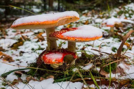 three glowing red fly agaric with snow in the winter forest