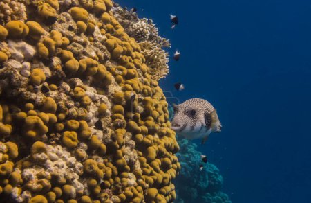 weiß gefleckte Kugelfische schwimmen entlang des wunderschönen Korallenriffs mit dunkelblauem Wasser in Ägypten
