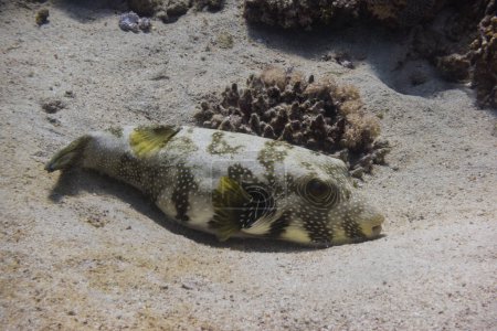weiß gefleckte Kugelfische liegen im sandigen Meeresboden in Ägypten
