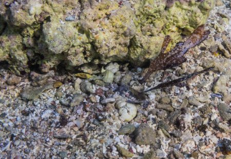amazing ghost pipefish in shallow water at the seabed in egypt