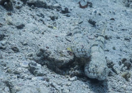 two reef lizardfish lying close together at the seabed in egypt