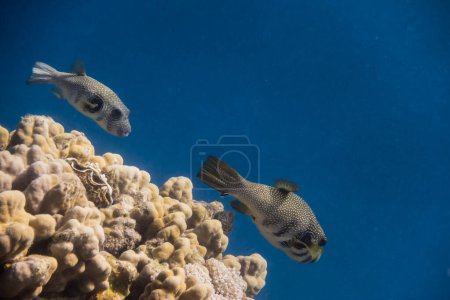 two white spotted pufferfish swimming over yellow corals in blue sea water