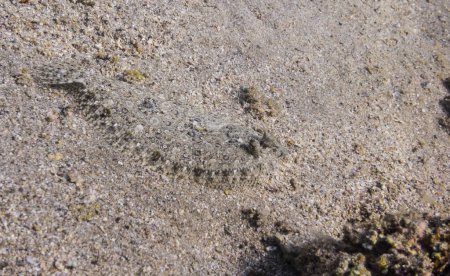Foto de Perfecto camuflado pantera platija en el fondo del mar de arena en Egipto - Imagen libre de derechos