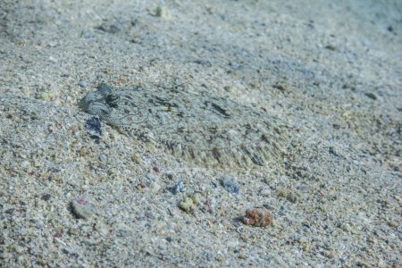 erstaunlich perfekt getarnte Pfadflunder liegt beim Tauchen in Ägypten am Meeresboden