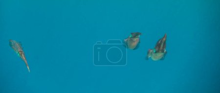 drei Tintenfische, die im blauen Wasser schweben und in die Kamera blicken