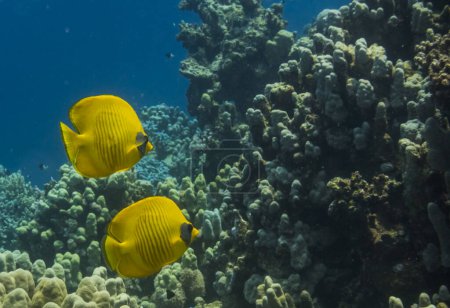 two bluecheek butterflyfish swimming at a coral reef during diving in egypt