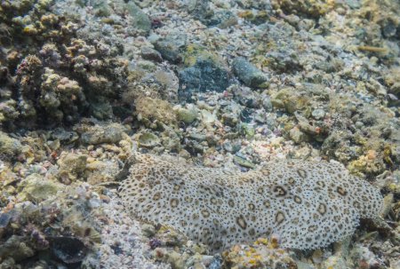 wonderful panther flounder lying at the seabed with its camouflage pattern in egypt