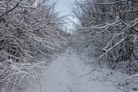 lot of snow on the path and branches during hiking in the winter