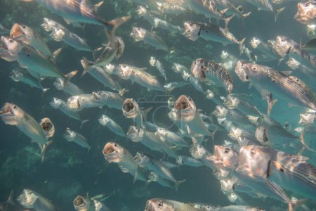Makrelenschule bei der Jagd mit weit geöffnetem Maul in Ägypten