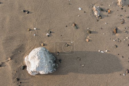einzelne weiße Korallen am Sandstrand mit Spuren einer Krabbe im Sommer