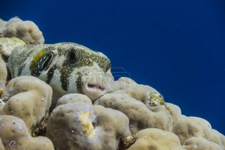 poisson-globe tacheté blanc couché sur des coraux et regardant vers la caméra en Egypte