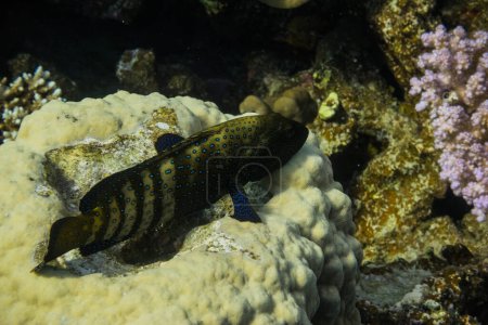 Pfauenhinterfische liegen auf Korallen am Meeresboden Nahaufnahme