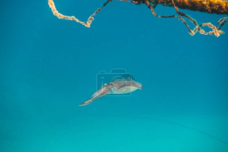 calmar récifal unique bigfin très proche de la caméra près d'une corde en eau bleue