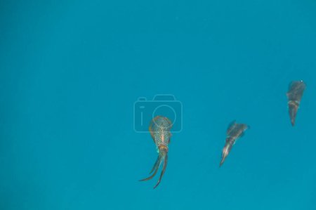 Téléchargez les photos : Trois calmars de récif à grandes nageoires planant en eau bleue pendant la plongée en Egypte - en image libre de droit