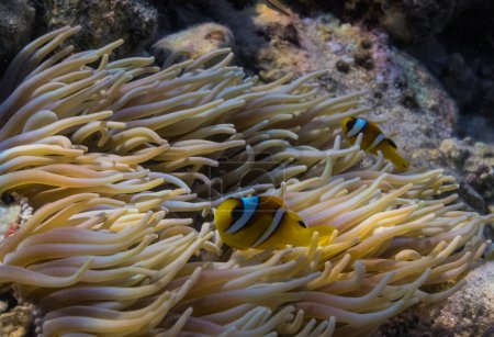 zwei Anemonenfische in ihren Anemonen am Meeresboden in Ägypten
