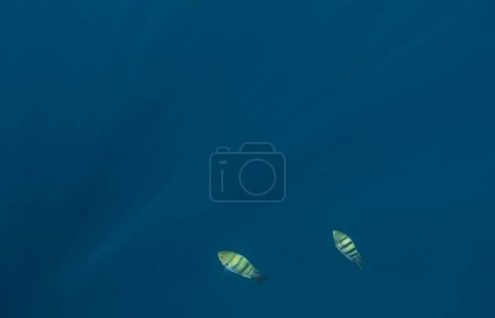 zwei indopazifische Feldwebel im blauen Wasser mit Sonnenstrahlen beim Freitauchen in Ägypten