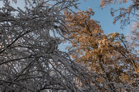 Schnee auf den Ästen der Bäume mit blauem Himmel und Sonne im Winter