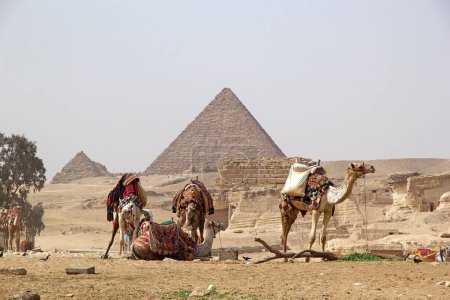 Téléchargez les photos : Chameaux avec la pyramide de Menkaure en arrière-plan au complexe de la pyramide de Gizeh à Gizeh, en Égypte, également appelé la nécropole de Gizeh. Il a été construit sous la IVe dynastie de l'Ancien Empire - en image libre de droit