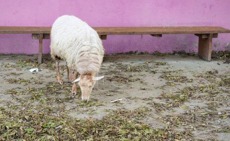 Photo for A basque latxa sheep at outdoor - Royalty Free Image