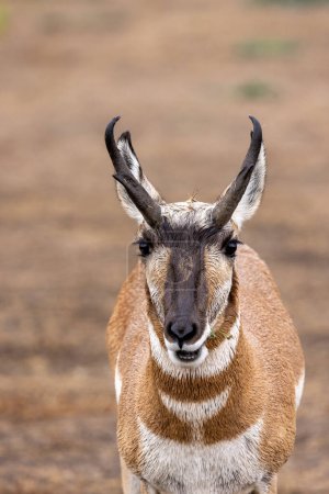 Photo for A pronghorn antelope buck in Grand Teton National Park Wyoming in autumn - Royalty Free Image