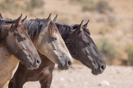caballos salvajes en verano en el desierto de Utah
