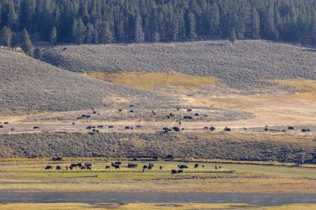 Photo for Bison in Yellowstone National Park Wyoming in auutmn - Royalty Free Image