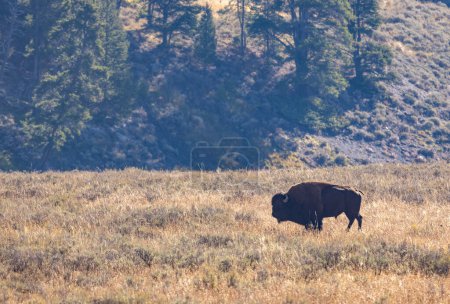 Photo for Bison in Yellowstone National Park Wyoming in auutmn - Royalty Free Image