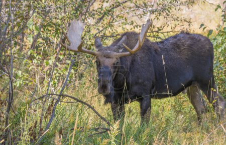 Téléchargez les photos : Un orignal taureau pendant l'ornière dans le Wyoming en automne - en image libre de droit