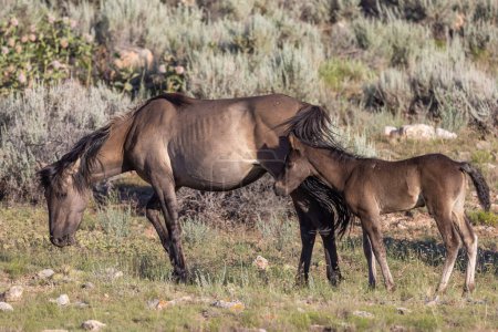 Photo for A wild horse mare and foal in the Pryor Mountains Montana in summer - Royalty Free Image