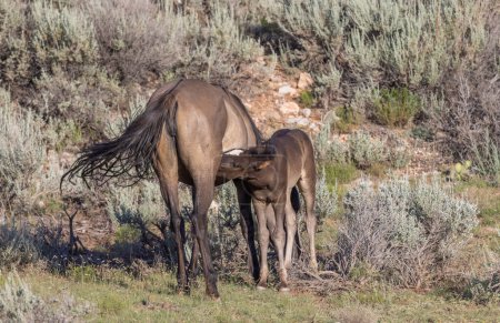 Photo for A wild horse mare and foal in the Pryor Mountains Montana in summer - Royalty Free Image