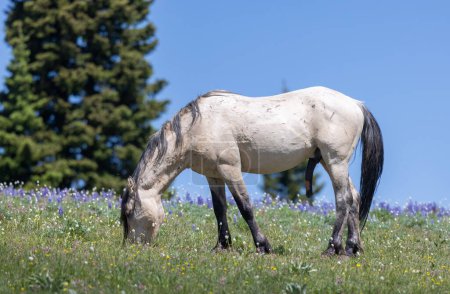 Photo for A wild horse in the Pryor mountains Montana in summer - Royalty Free Image