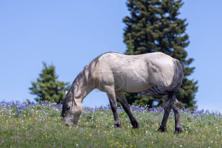 Photo for A wild horse in the Pryor mountains Montana in summer - Royalty Free Image