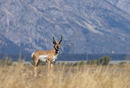 Photo for A pronghorn antelope buck in Wyoming in autumn - Royalty Free Image
