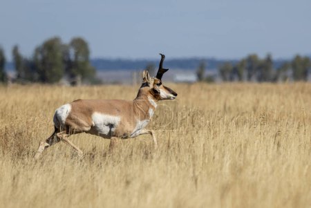 Photo for A pronghorn antelope buck in Wyoming in autumn - Royalty Free Image