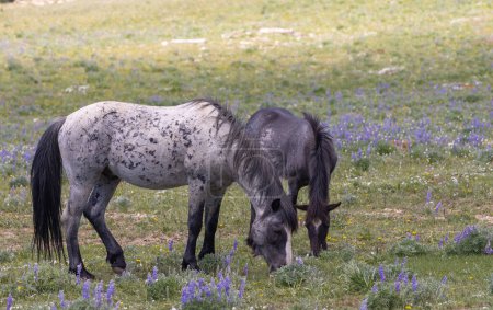 Photo for Wild horses in the Pryor Mountains Montana in summer - Royalty Free Image