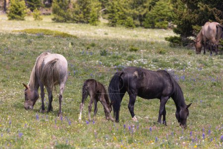 Photo for Wild horses in the Pryor Mountains Montana in summer - Royalty Free Image