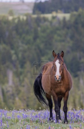 Photo for A beautiful wild horse in the Pryor Mountains Montana in summer - Royalty Free Image