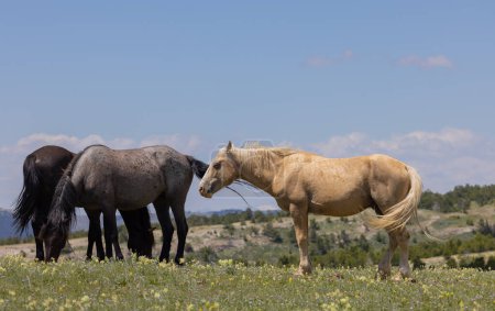 Photo for Wild horses in the Pryor Mountains of Montana in summer - Royalty Free Image