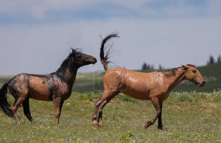 Photo for Wild horses in the Pryor Mountains of Montana in summer - Royalty Free Image