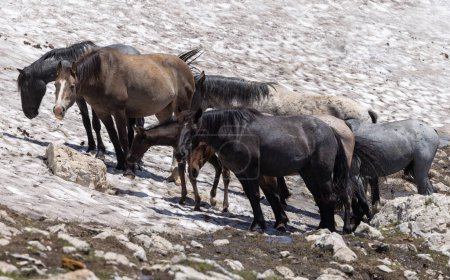 Photo for A herd of wild horses in snow in the Pryor Mountains Montana in summer - Royalty Free Image