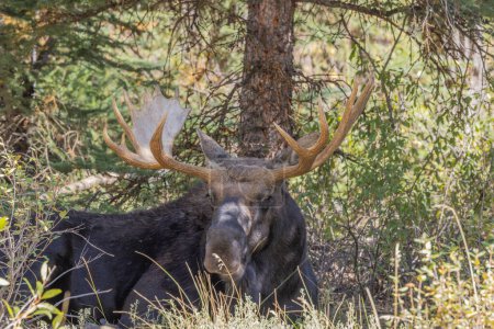 Téléchargez les photos : Un orignal taureau pendant l'ornière d'automne dans le Wyoming - en image libre de droit
