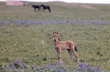 Photo for A cute wild horse foal in the Pryor Mountains Montana in summer - Royalty Free Image